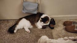Reunited Male Cat last seen 209th, Intel, Aloha, OR 97007