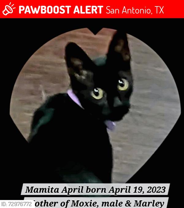 Lost Female Cat last seen Fresno by Edison high school, San Antonio, TX 78212