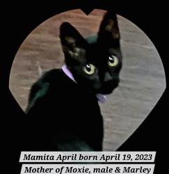Lost Female Cat last seen Fresno by Edison high school, San Antonio, TX 78212