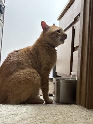 Reunited Male Cat last seen In the Meadowwood apmts on 30th, Kenosha, WI 53144