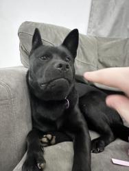 Lost Female Dog last seen Macdonald ave bellport, North Bellport, NY 11713