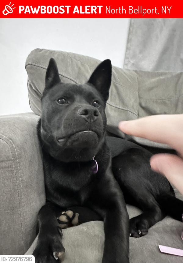 Lost Female Dog last seen Macdonald ave bellport, North Bellport, NY 11713