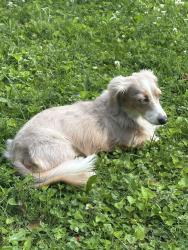 Reunited Male Dog last seen Allisonwood Dr and 91st St, Indianapolis, IN 46250