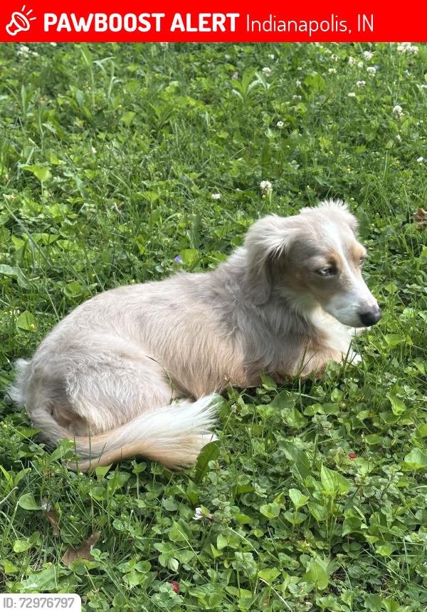 Lost Male Dog last seen Allisonwood Dr and 91st St, Indianapolis, IN 46250