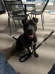 Found/Stray Male Dog last seen Near Wilson rd , Little Rock, AR 72205