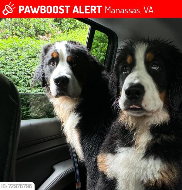 Lost Female Dog last seen Near mclean st, Manassas, VA 20111