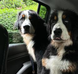 Lost Female Dog last seen Near mclean st, Manassas, VA 20111