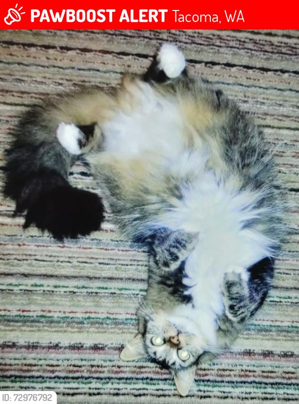 Lost Female Cat last seen The Woodmark apmts , Tacoma, WA 98444