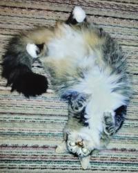 Lost Female Cat last seen The Woodmark apmts , Tacoma, WA 98444