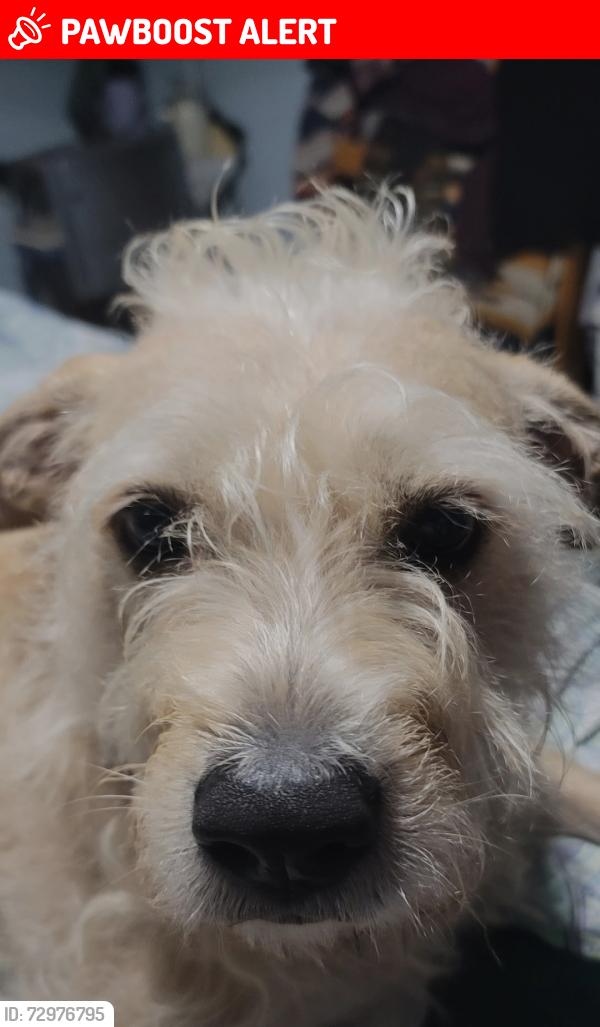 Lost Female Dog last seen Village Seven Area of Colorado Springs near the La Estrella streets and Escapardo Way, Colorado Springs, CO 80917