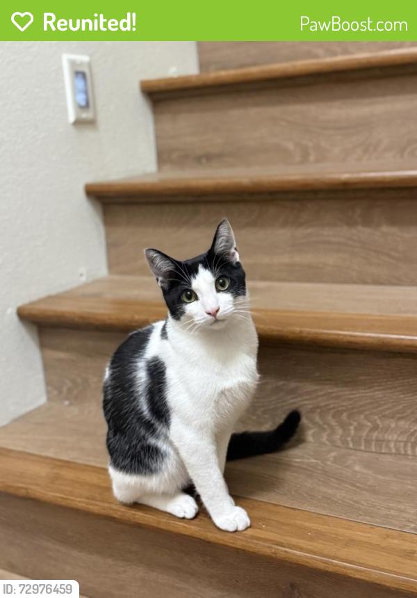 Reunited Male Cat last seen Near SE Cooper St, Portland, OR 97206, USA, Portland, OR 97206