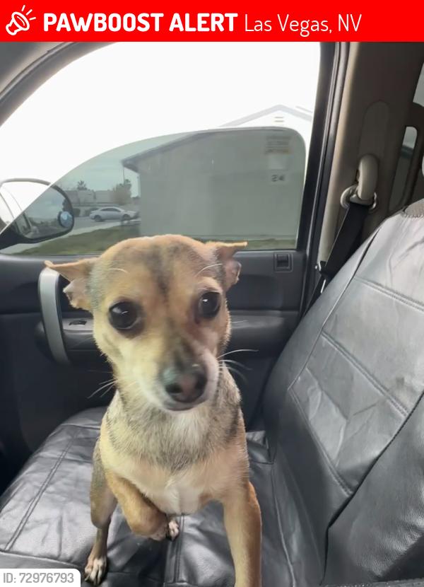 Lost Female Dog last seen stanley ave & kell , Las Vegas, NV 89115