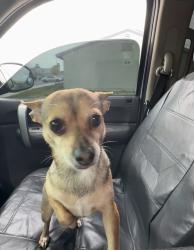 Lost Female Dog last seen stanley ave & kell , Las Vegas, NV 89115