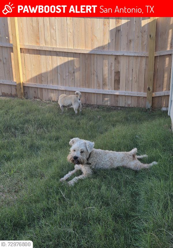 Lost Male Dog last seen Near river run way, San Antonio, TX 78220