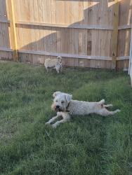 Lost Male Dog last seen Near river run way, San Antonio, TX 78220