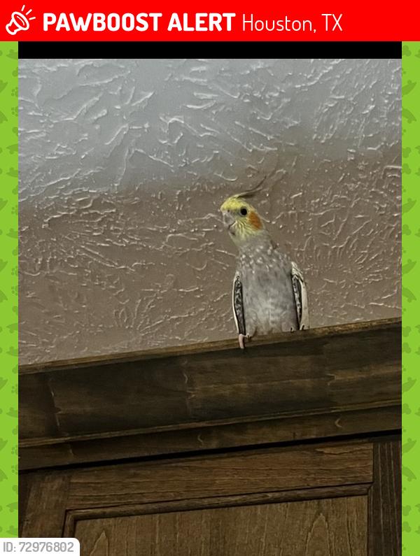 Lost Unknown Bird last seen Lockwood and Hirsch rd , Houston, TX 77016
