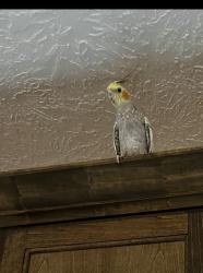 Lost Unknown Bird last seen Lockwood and Hirsch rd , Houston, TX 77016