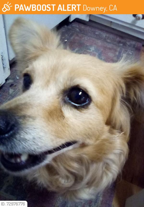 Found/Stray Unknown Dog last seen On Rosecrans in Downey or Paramount, Downey, CA 90242