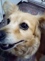 Found/Stray Unknown Dog last seen On Rosecrans in Downey or Paramount, Downey, CA 90242