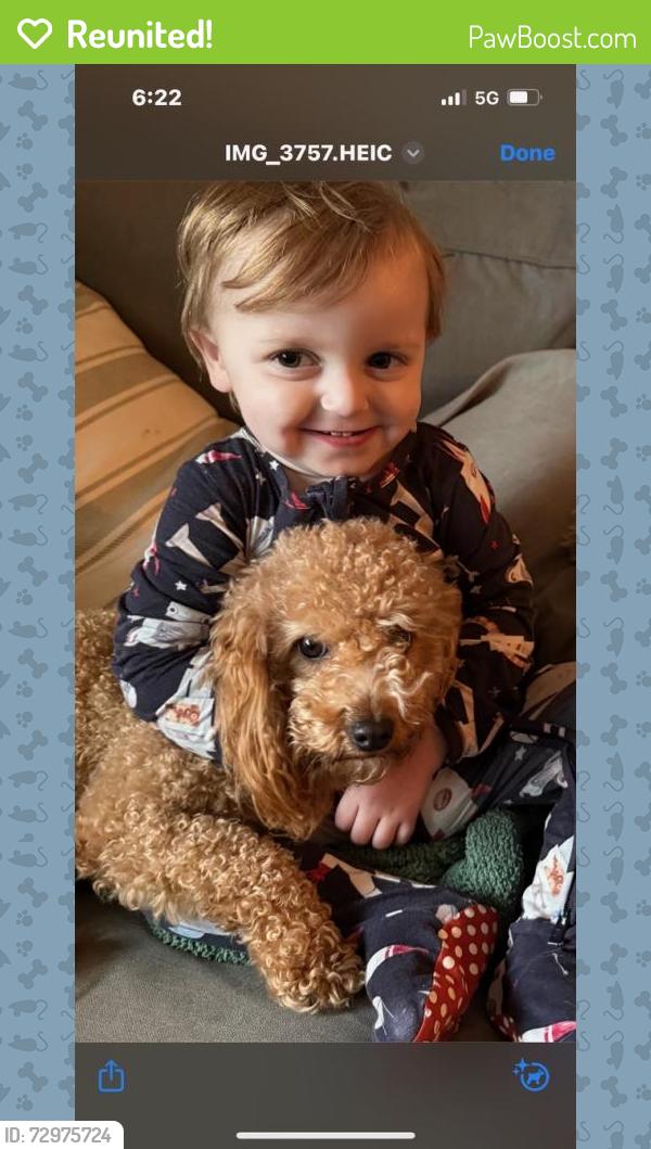 Reunited Female Dog last seen Snyder rd, Knoxville, TN 37932