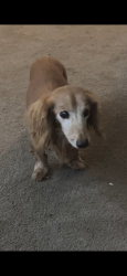 Lost Male Dog last seen Meadowview Ave 14th st , El Centro, CA 92243