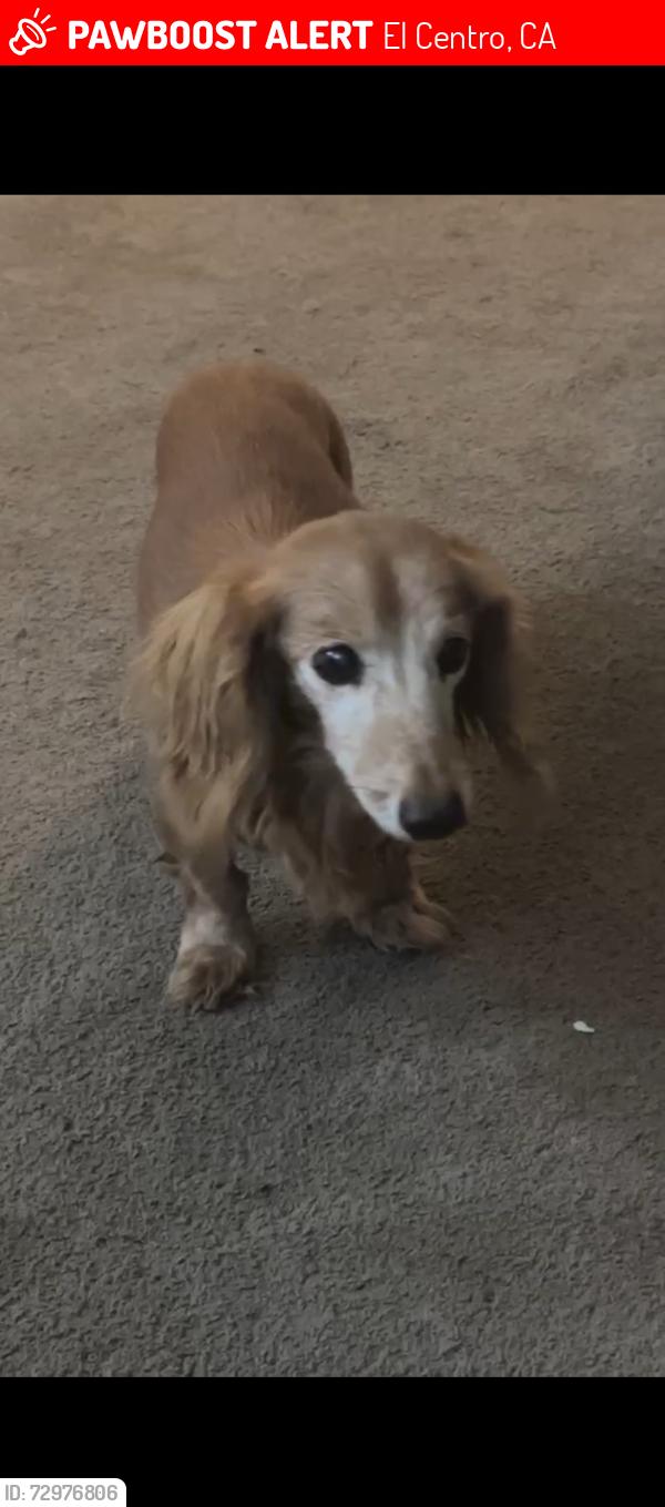 Lost Male Dog last seen Meadowview Ave 14th st , El Centro, CA 92243