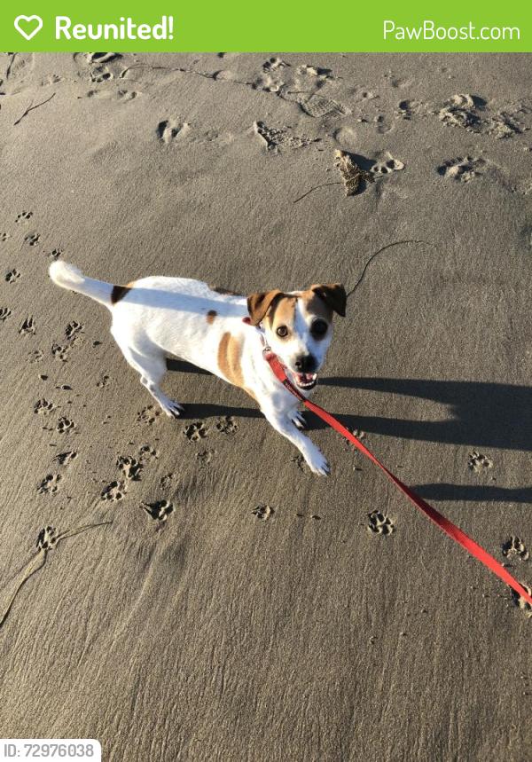 Reunited Male Dog last seen Near Ellenita Ave, Tarzana, CA 91356, USA, Los Angeles, CA 91356