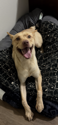 Found/Stray Male Dog last seen Rudy Glen Court, Spring, TX 77388