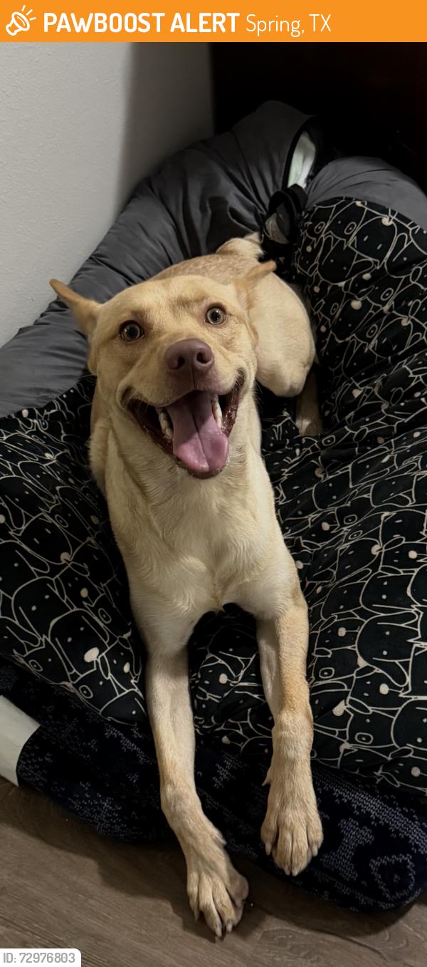 Found/Stray Male Dog last seen Rudy Glen Court, Spring, TX 77388