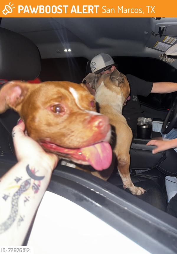 Found/Stray Female Dog last seen Near rattler road , San Marcos, TX 78666