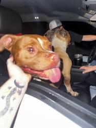 Found/Stray Female Dog last seen Near rattler road , San Marcos, TX 78666
