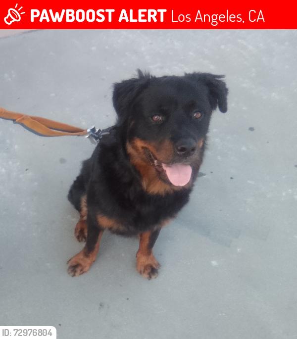 Lost Female Dog last seen Mariachi Plaza, Los Angeles, CA 90033