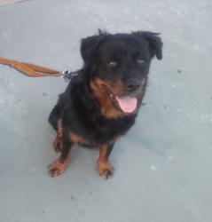 Lost Female Dog last seen Mariachi Plaza, Los Angeles, CA 90033