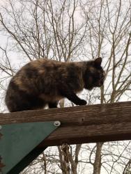 Reunited Female Cat last seen Betty Ln. , Kaufman, TX 75142