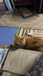 Reunited Unknown Cat last seen Sylvan and sycamore in Jeffersonville Indiana , Jeffersonville, IN 47130