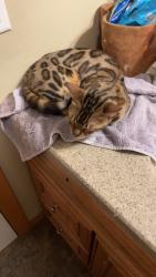 Reunited Female Cat last seen Near Military and 9th, Green Bay, WI 54304