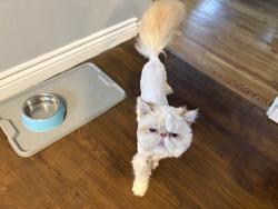 Lost Male Cat last seen Rutgers Rd, Crestview, FL 32536