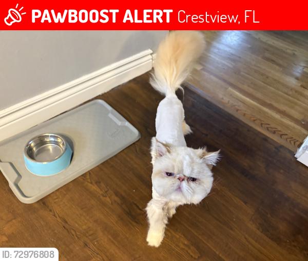 Lost Male Cat last seen Rutgers Rd, Crestview, FL 32536