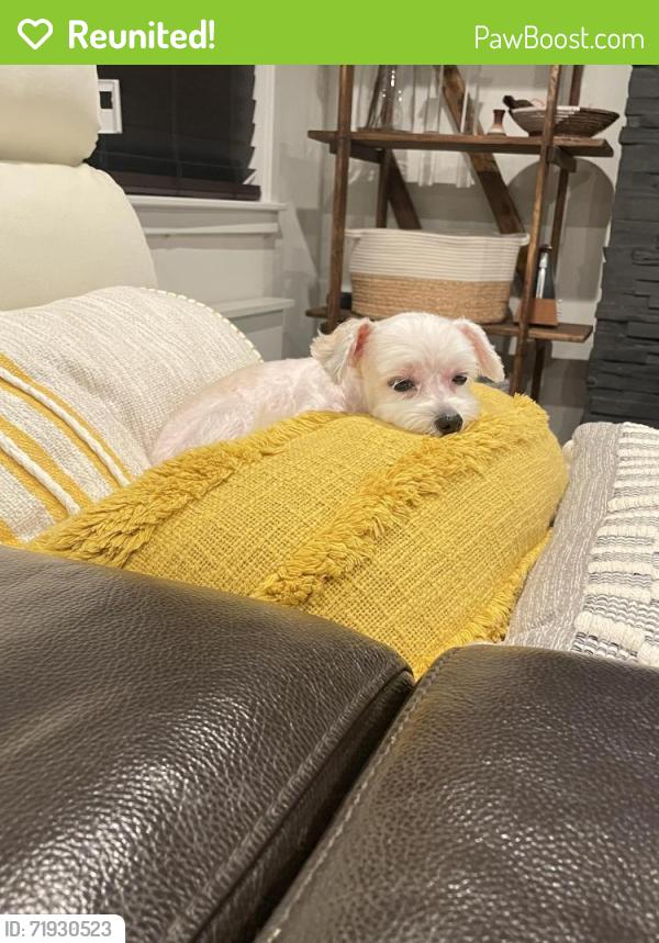 Reunited Female Dog last seen Van zandt ave, Douglaston parkway , Queens, NY 11362