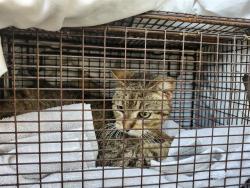 Shelter Stray Female Cat last seen Near BLOCK E FEST ST, 4710 TX-151, San Antonio, TX 78227, USA