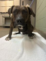 Shelter Stray Male Dog last seen Near BLOCK NEW KINGS RD, 2020 Forest St, Jacksonville, FL 32204, USA