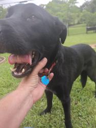 Lost Female Dog last seen Alta Mesa & Crowley Road, Fort Worth, TX 76134