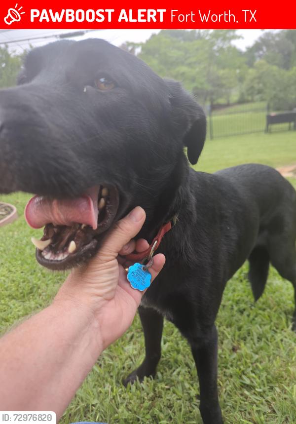 Lost Female Dog last seen Alta Mesa & Crowley Road, Fort Worth, TX 76134