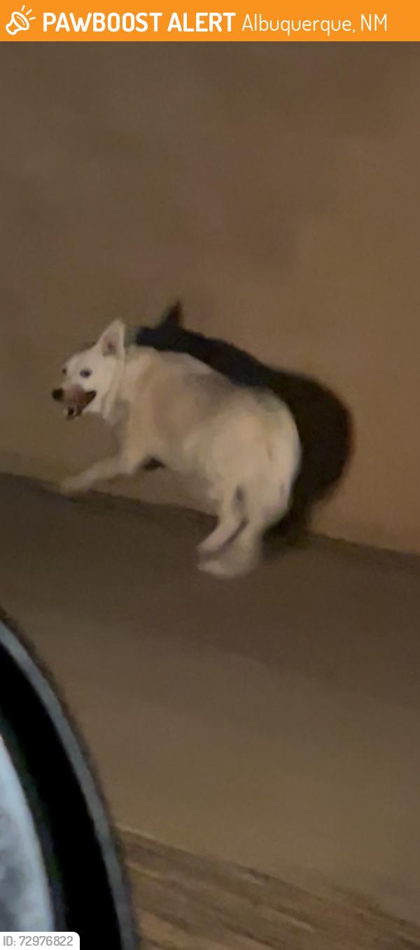 Found/Stray Unknown Dog last seen Near anacapa ave nw, Albuquerque, NM 87121
