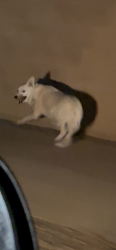 Found/Stray Unknown Dog last seen Near anacapa ave nw, Albuquerque, NM 87121