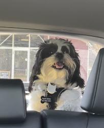 Reunited Male Dog last seen MOORSEVILLE RD SALISBURY NC 28144 , Salisbury, NC 28146