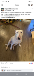 Lost Male Dog last seen J street marina , Chula Vista, CA 91910