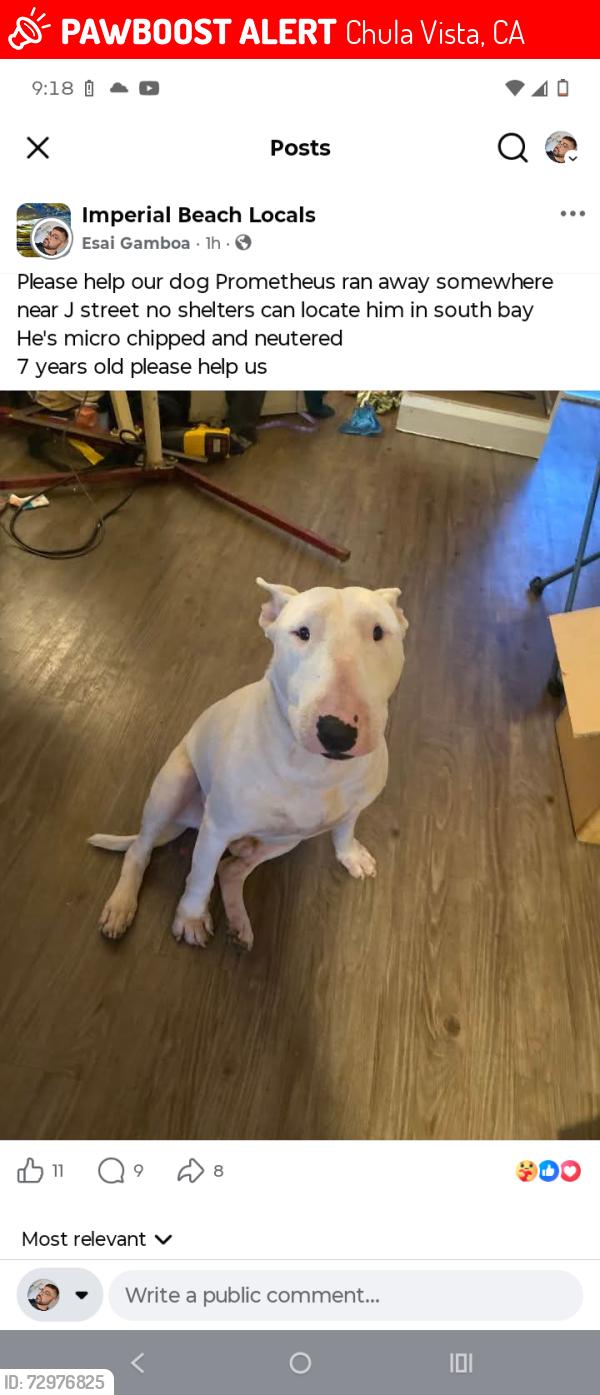 Lost Male Dog last seen J street marina , Chula Vista, CA 91910