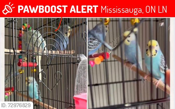 Lost Unknown Bird last seen godwick, Mississauga, ON L5N