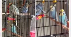 Lost Unknown Bird last seen godwick, Mississauga, ON L5N